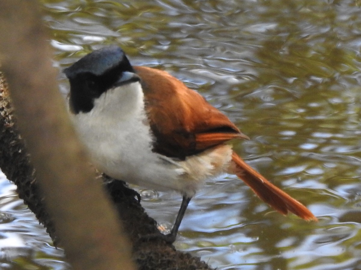 Shining Flycatcher - ML302864841
