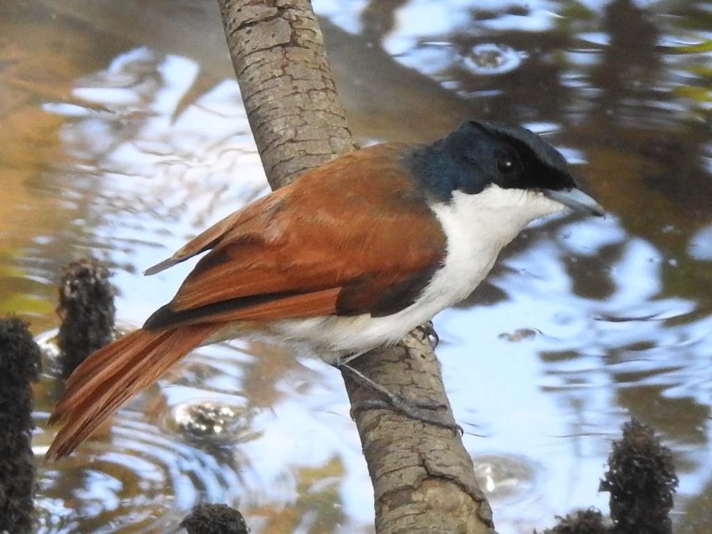 Shining Flycatcher - ML302864851