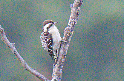 Brown-capped Pygmy Woodpecker - ML302865051