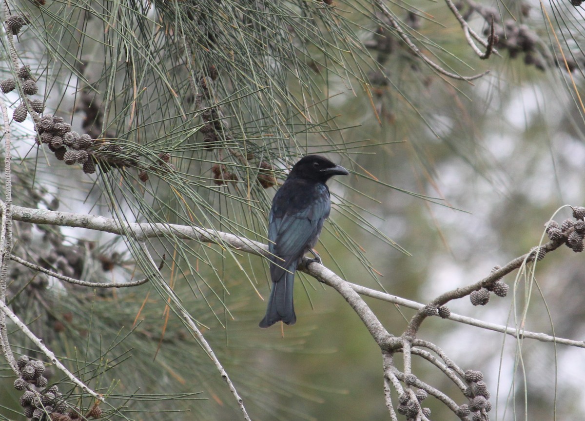 Spangled Drongo - ML302865561