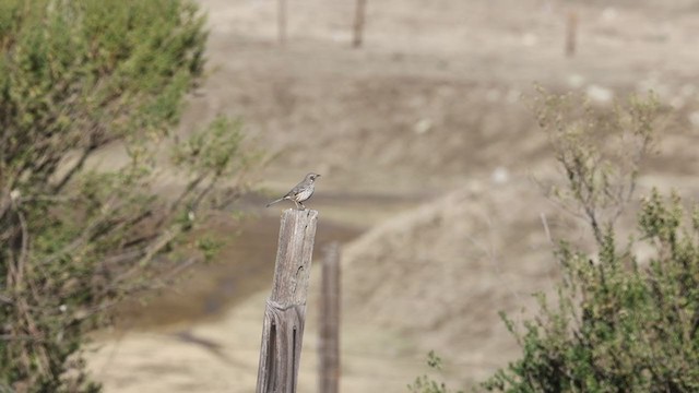 Sage Thrasher - ML302866291