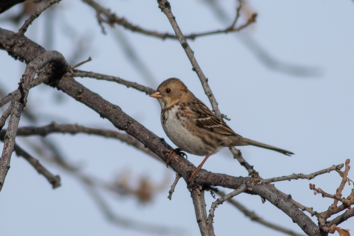 Harris's Sparrow - ML302866781