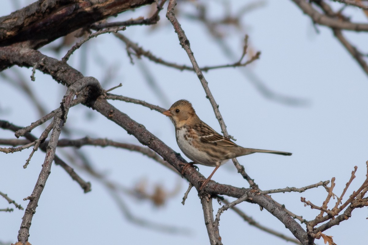 Harris's Sparrow - Gavin McKinnon