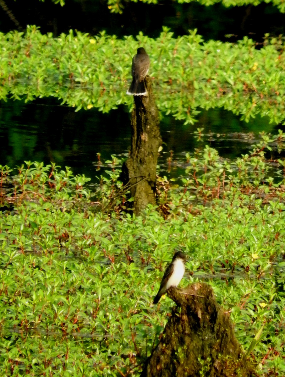 Eastern Kingbird - ML30286871