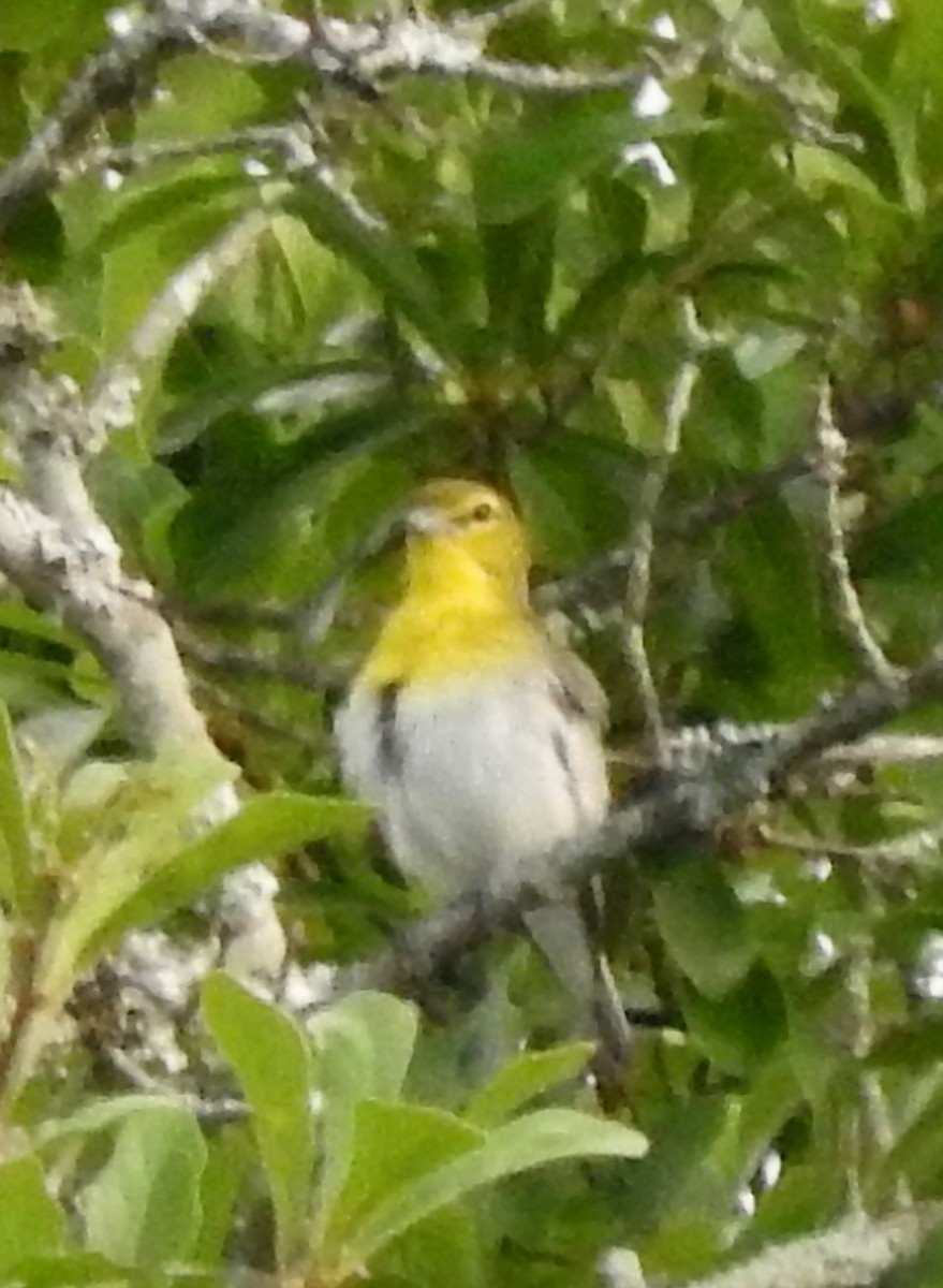Yellow-throated Vireo - ML30286891