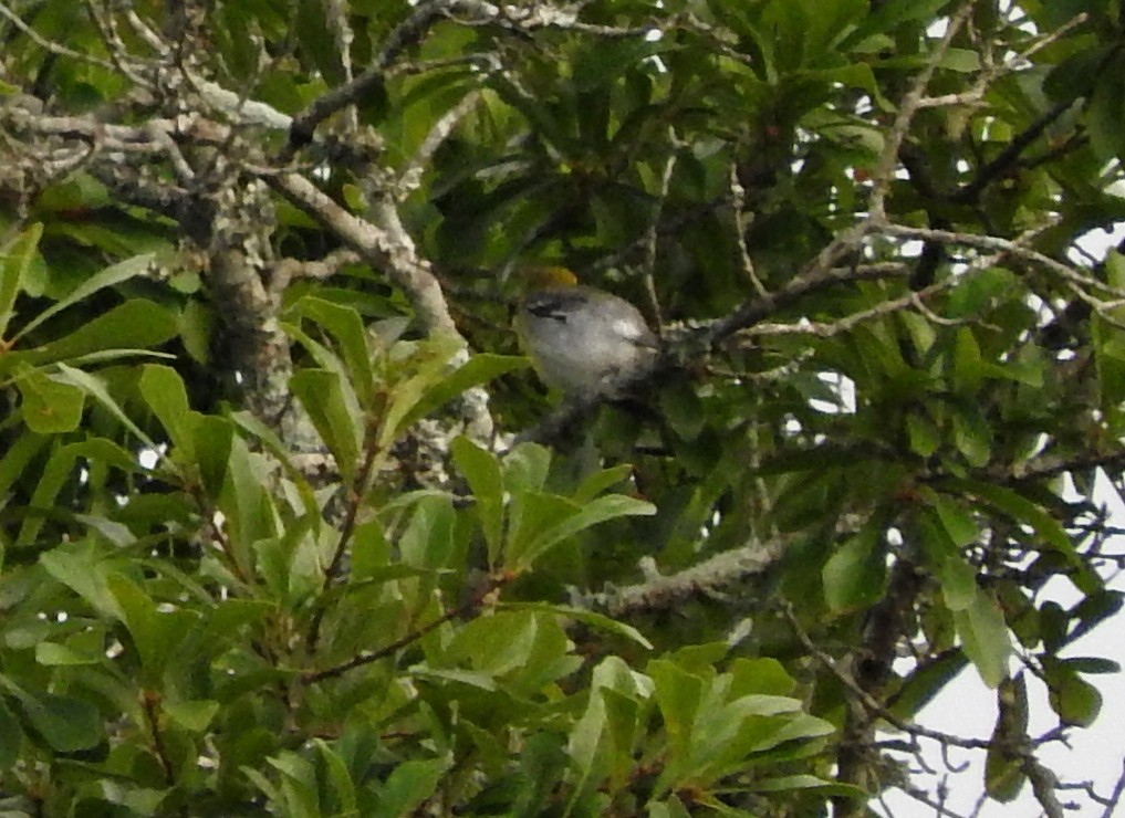 Yellow-throated Vireo - ML30286921
