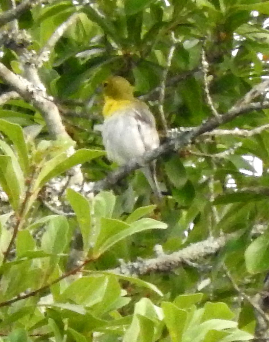 Yellow-throated Vireo - ML30286931