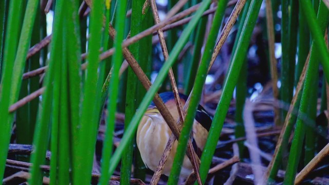 Least Bittern - ML302869661