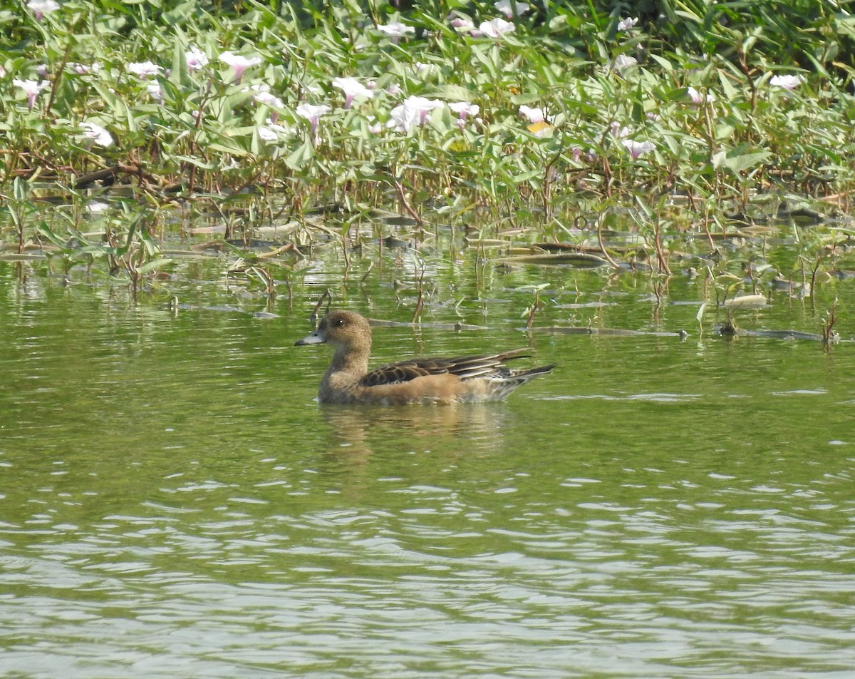 Eurasian Wigeon - Suebsawat Sawat-chuto