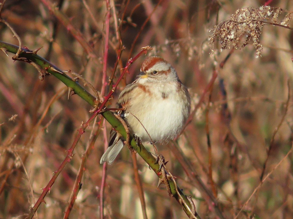 American Tree Sparrow - ML302869981