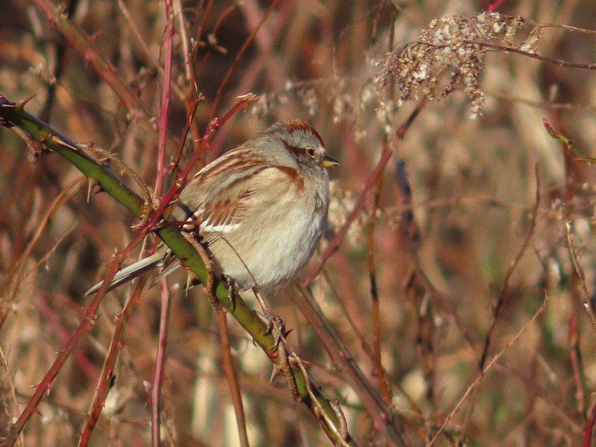 American Tree Sparrow - ML302870021