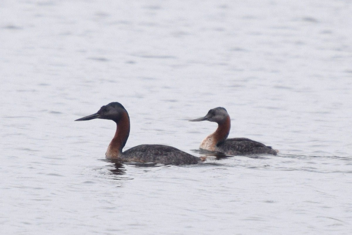 Great Grebe - ML30287011