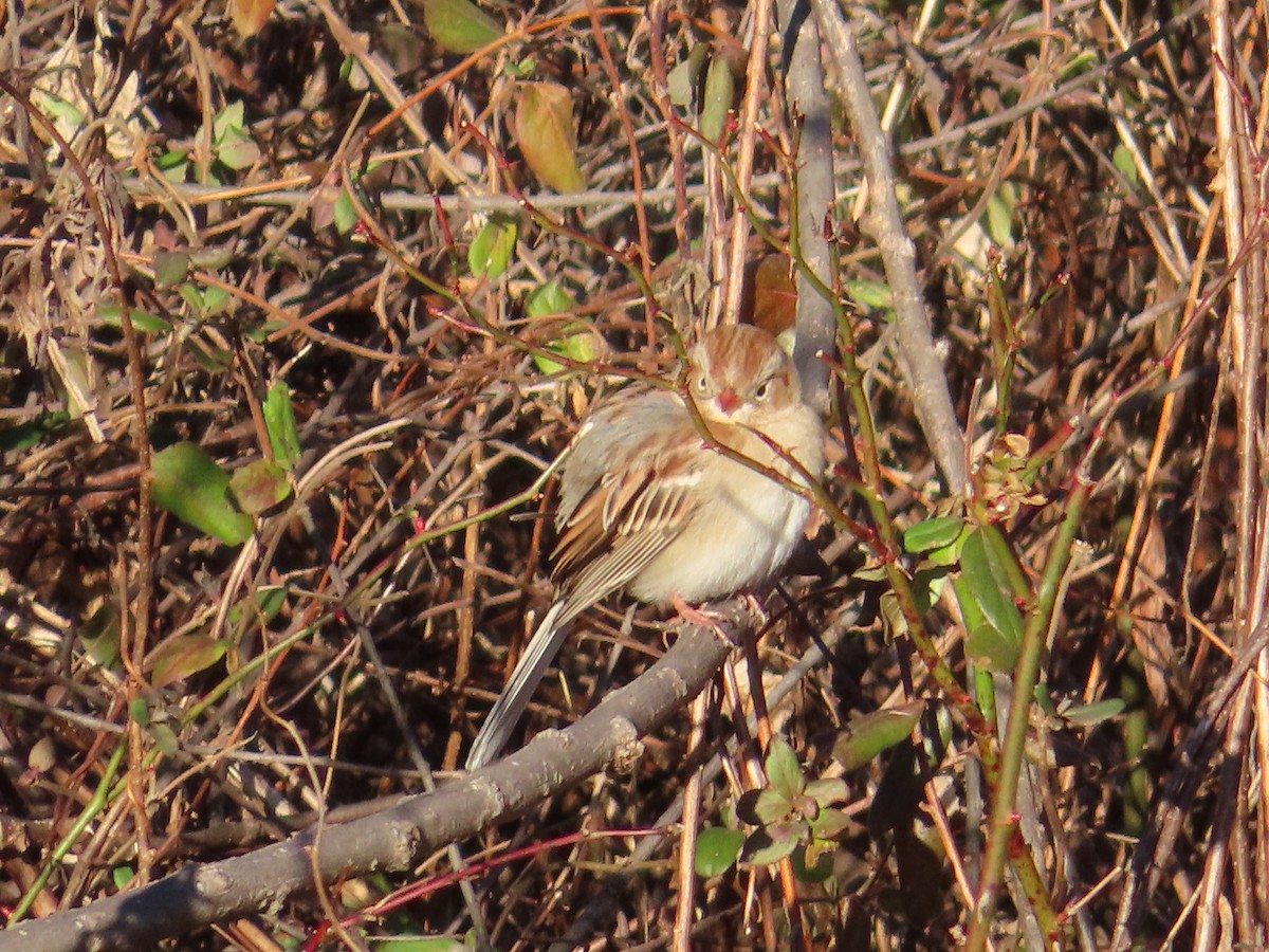 Field Sparrow - ML302870151