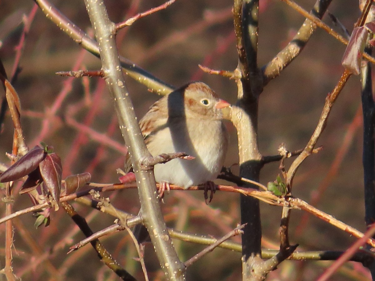 Field Sparrow - ML302870171