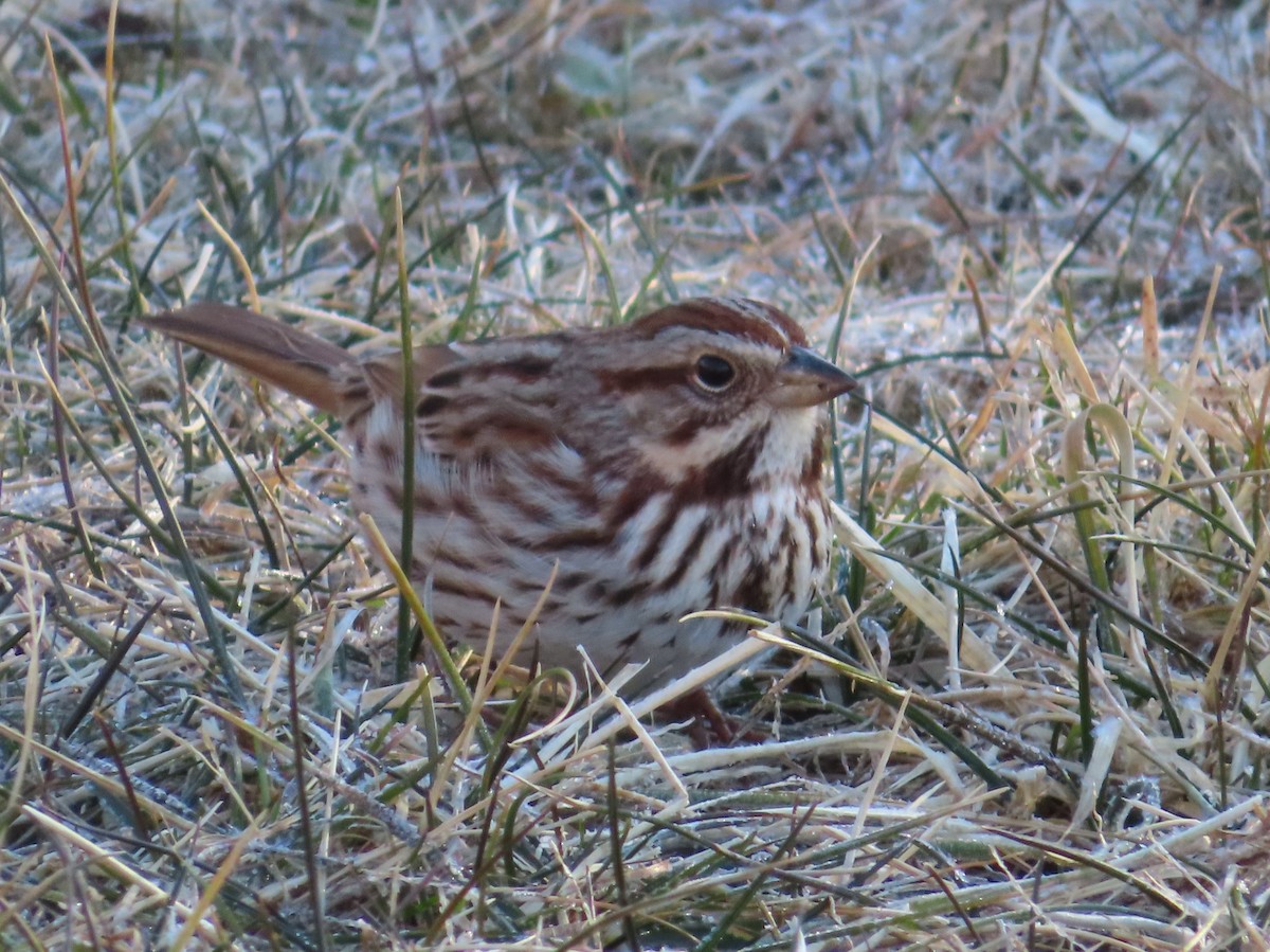 Song Sparrow - ML302870281