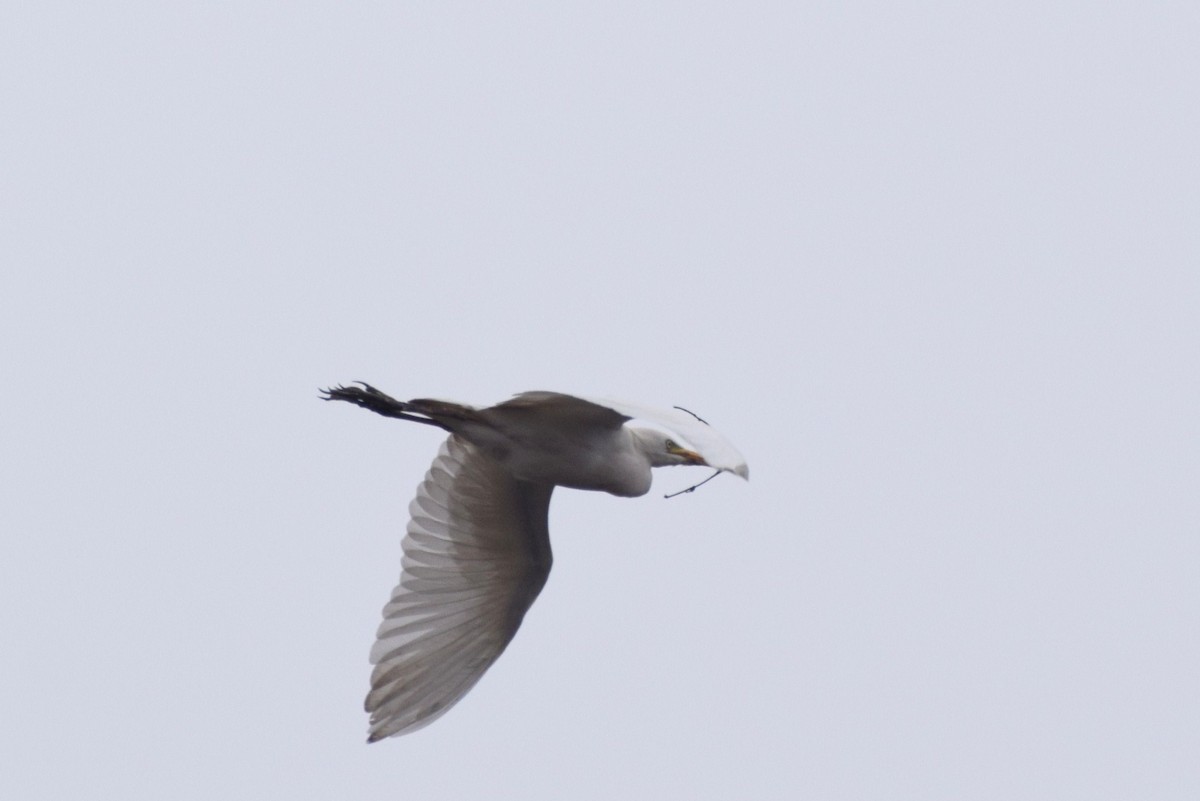Чапля єгипетська (підвид ibis) - ML30287091
