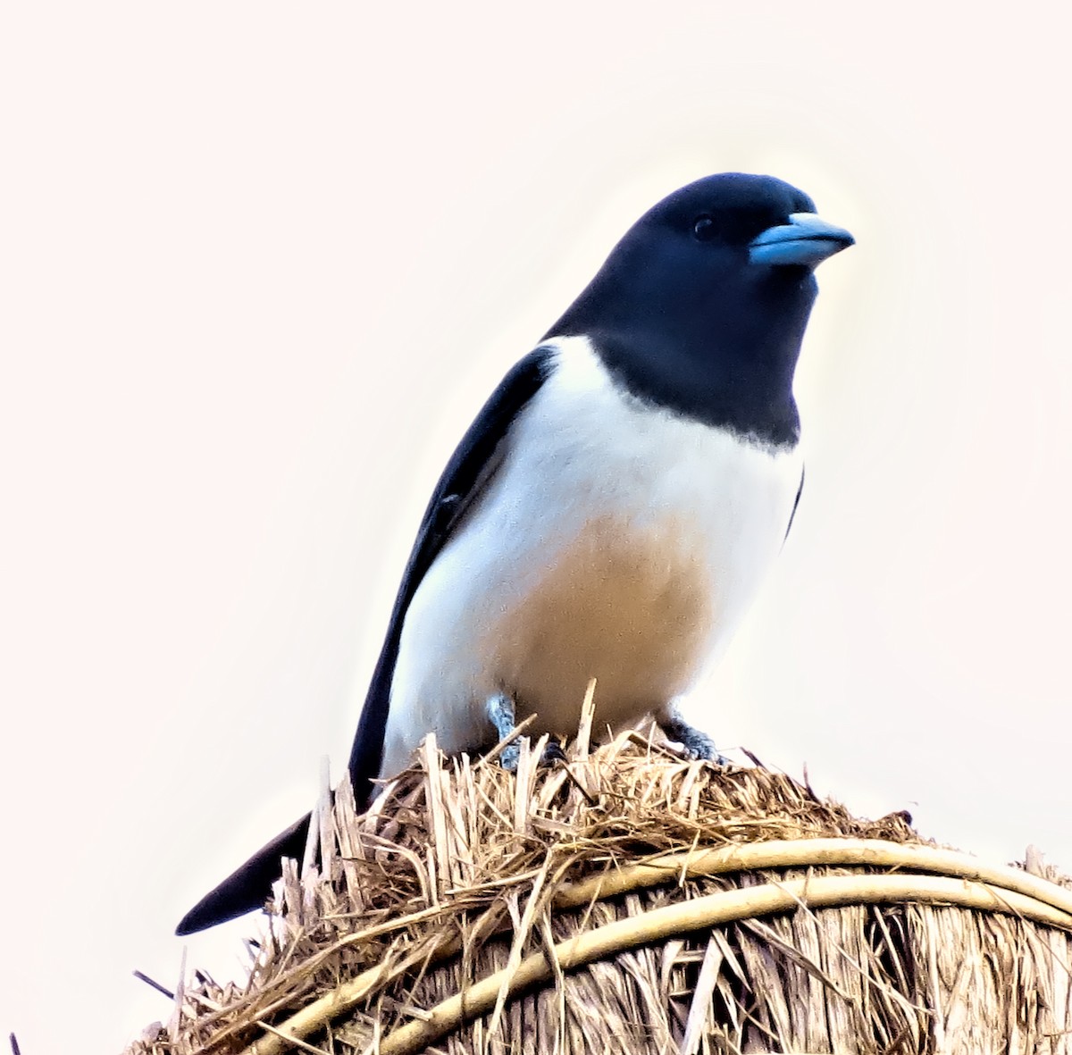 Great Woodswallow - ML302871581