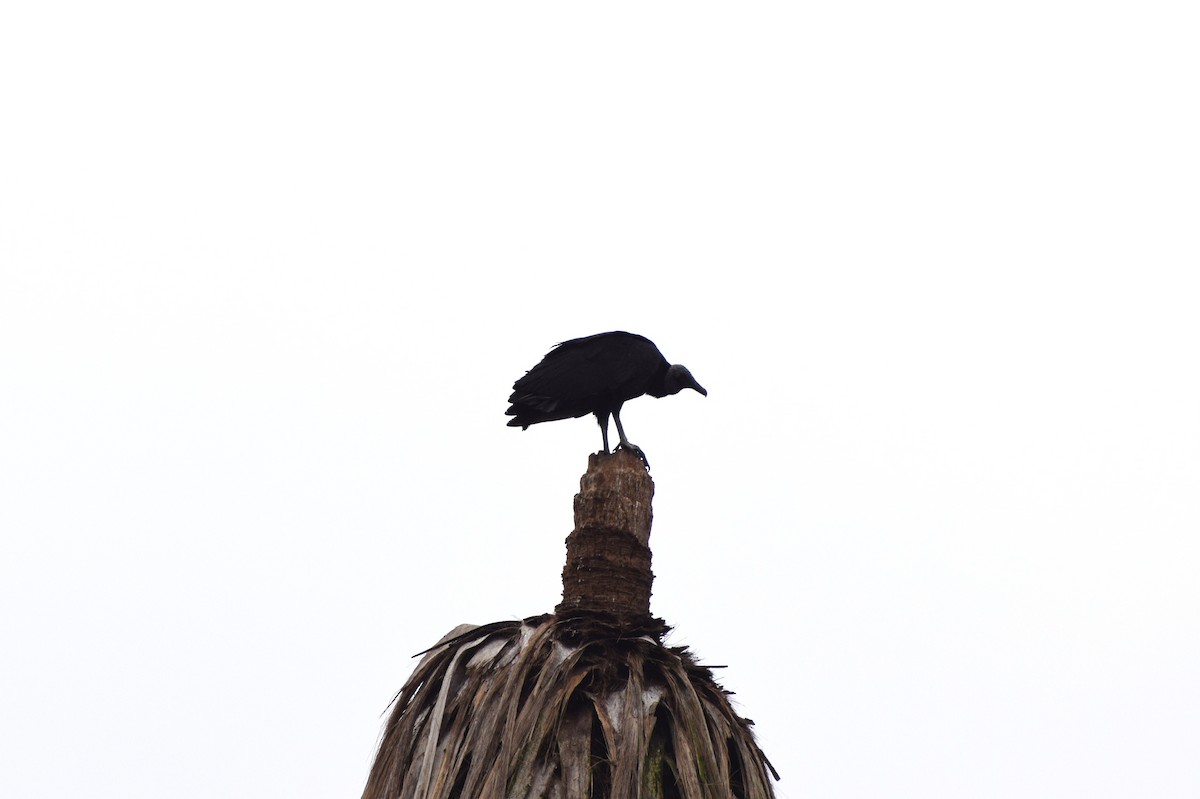 Black Vulture - ML30287161