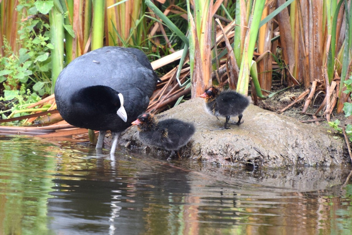 Slate-colored Coot - ML30287191