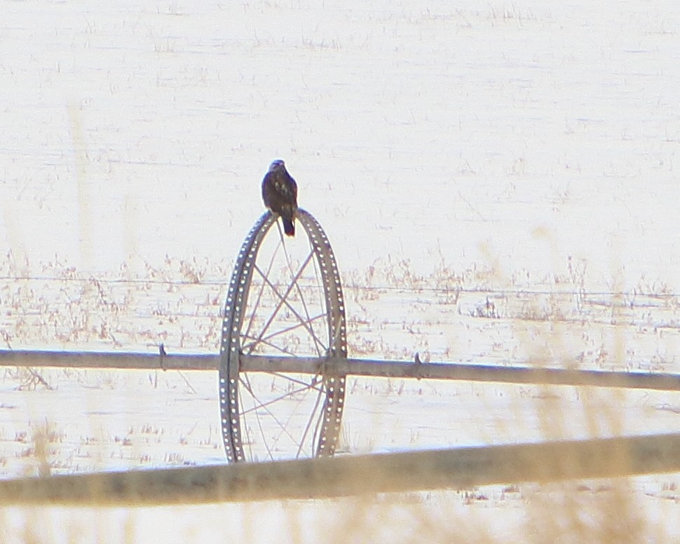 Rough-legged Hawk - ML302872451