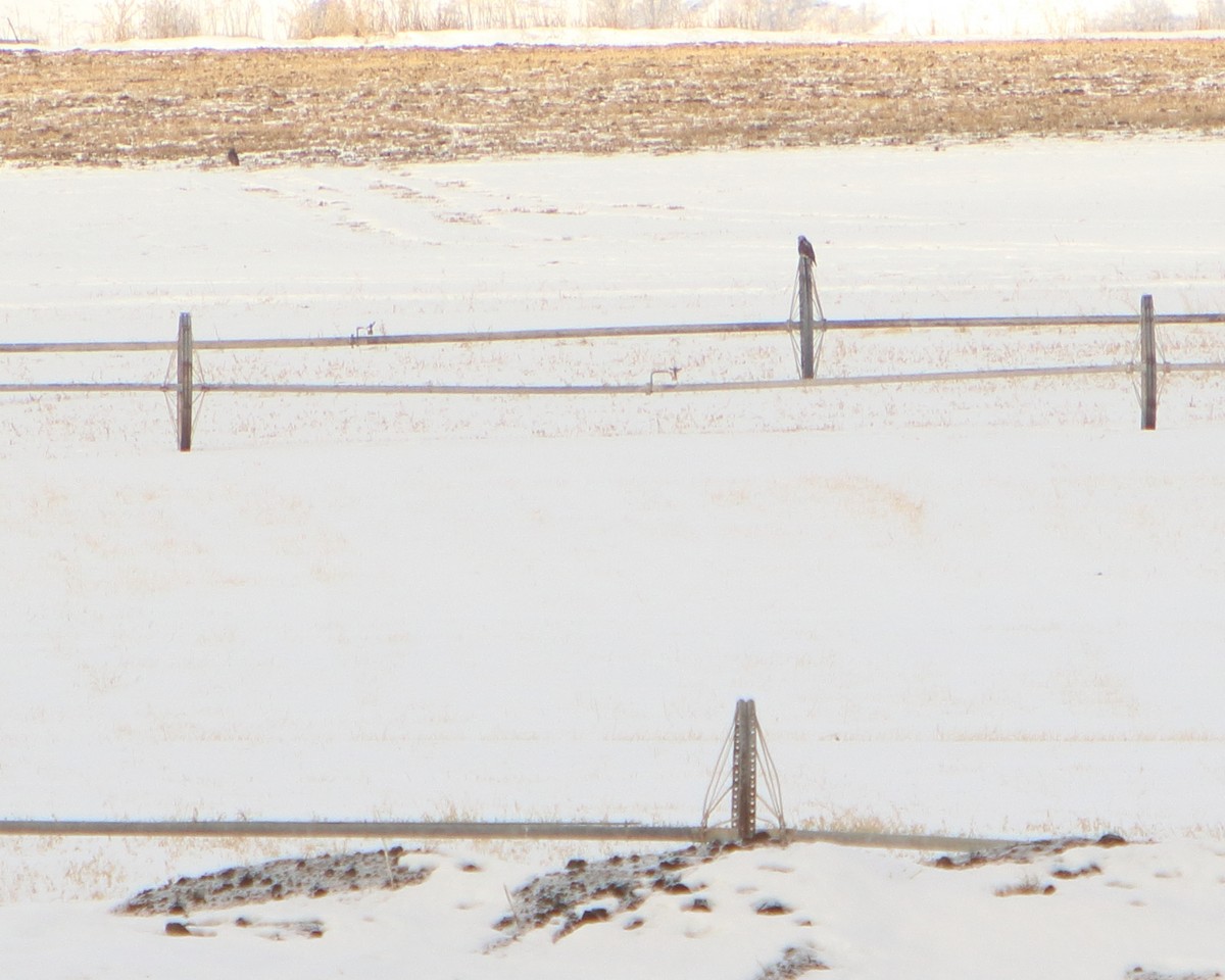 Rough-legged Hawk - ML302872511