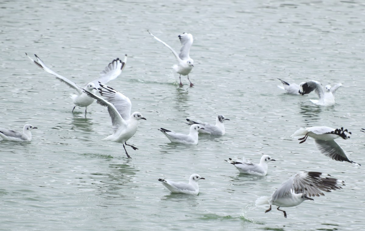 Mouette des Andes - ML30287261