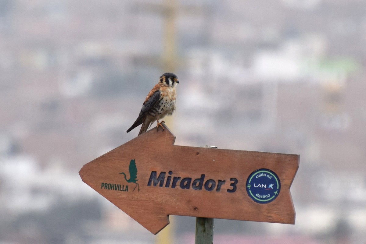 American Kestrel - ML30287321