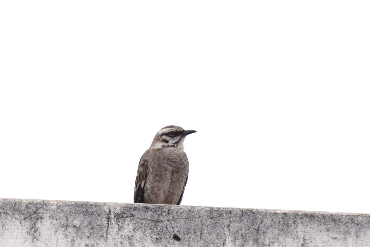 Long-tailed Mockingbird - ML30287391