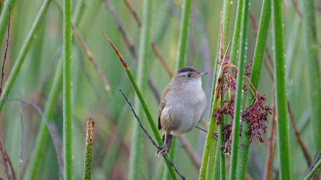 Marsh Wren - ML302873911