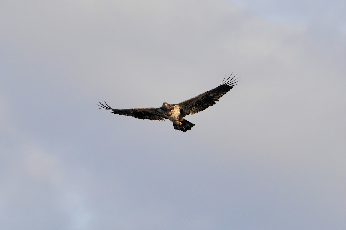 ハクトウワシ - ML302874811