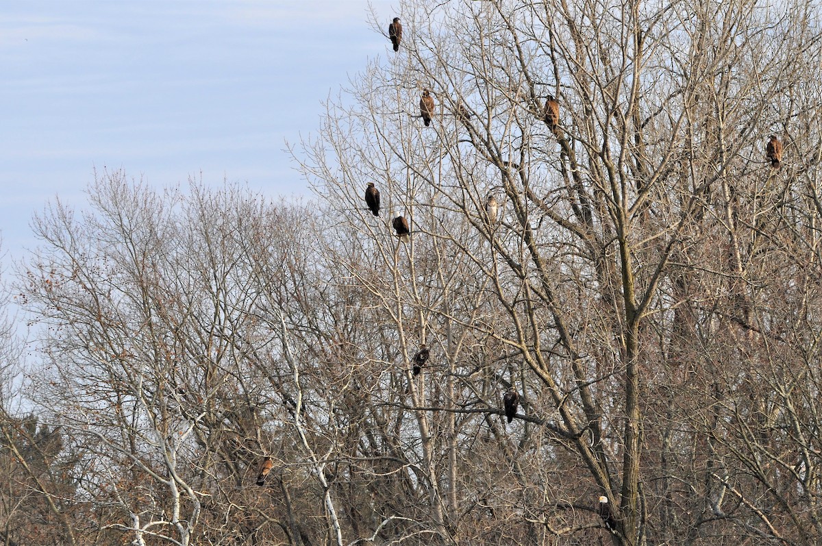 ハクトウワシ - ML302875331