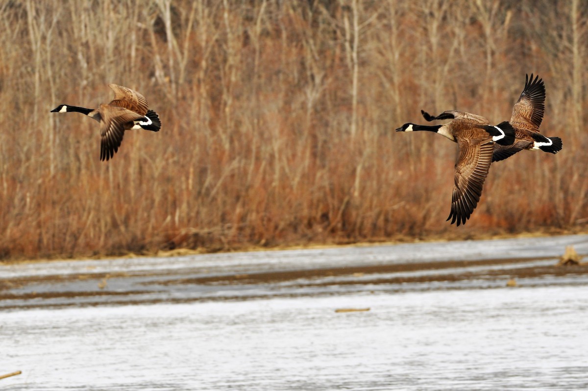 カナダガン - ML302875661