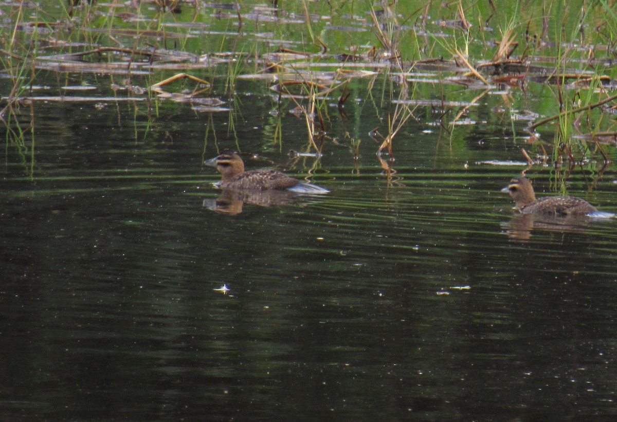 Masked Duck - ML302876241