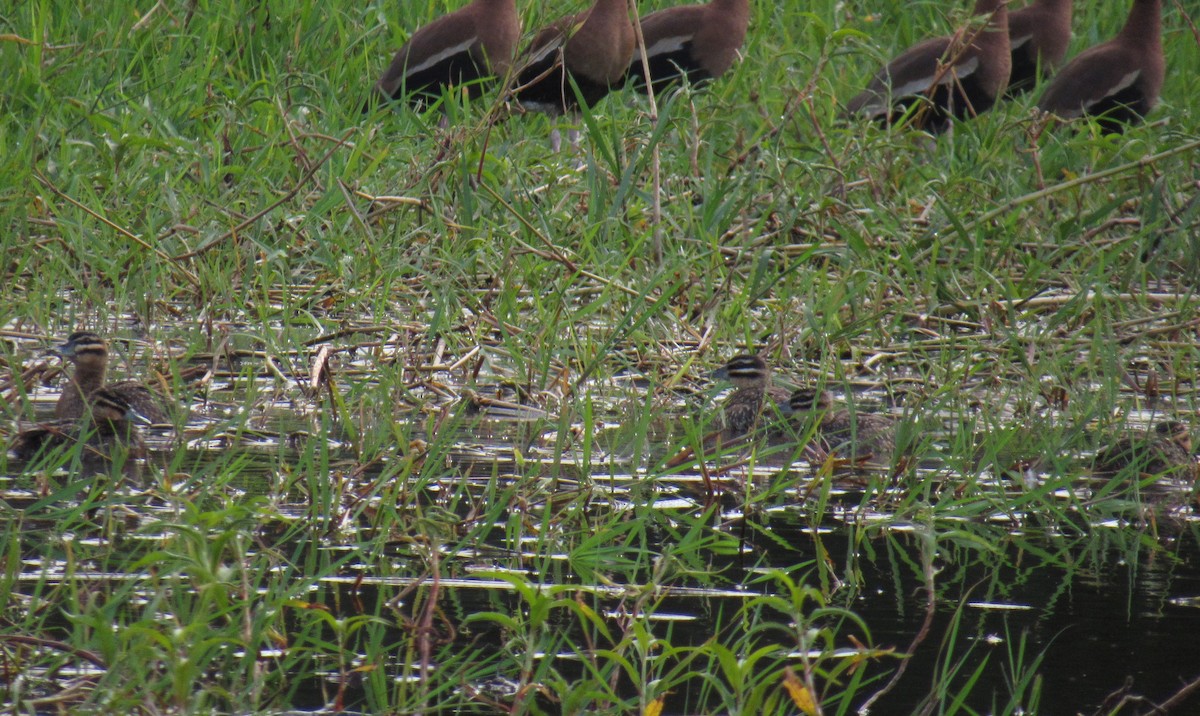 Masked Duck - ML302876271