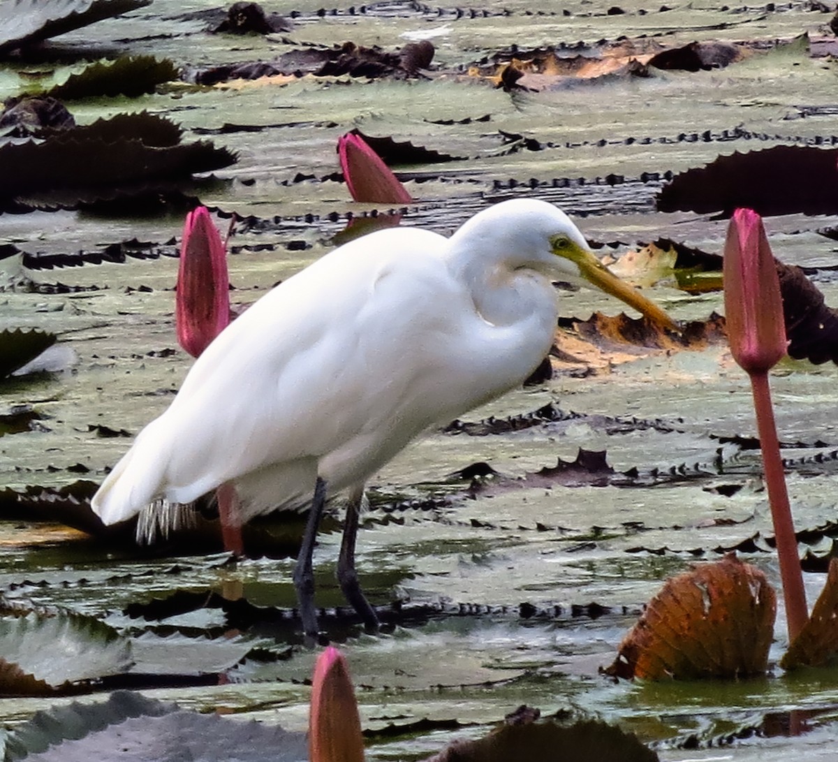 Plumed Egret - ML302876291