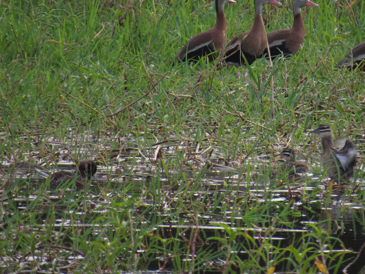 Masked Duck - ML302876321