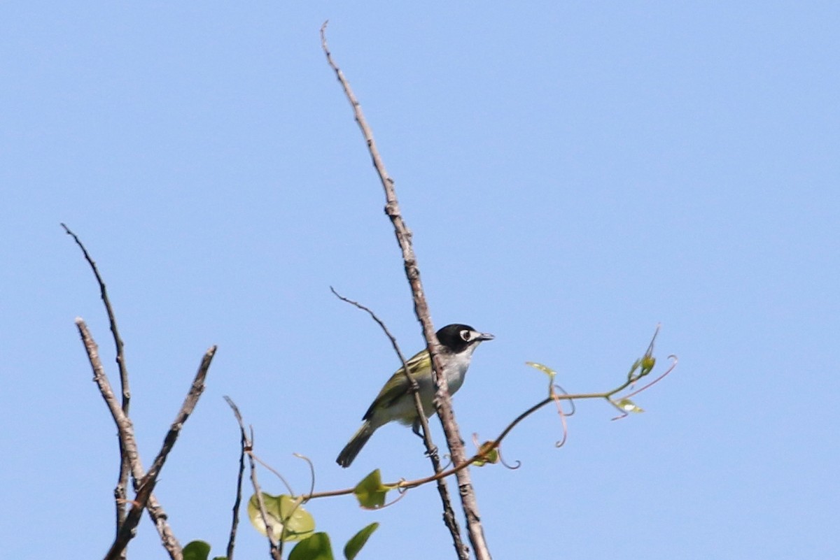 Black-capped Vireo - ML302878961