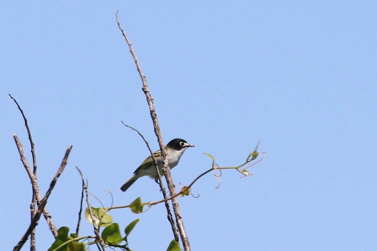 Black-capped Vireo - ML302878971