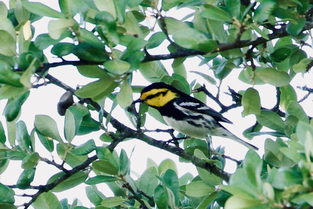 Golden-cheeked Warbler - ML302879051