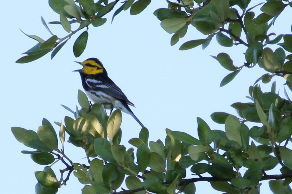 Golden-cheeked Warbler - ML302879061