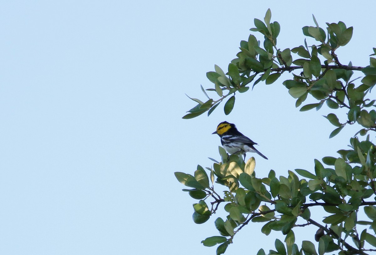 Golden-cheeked Warbler - ML302879081