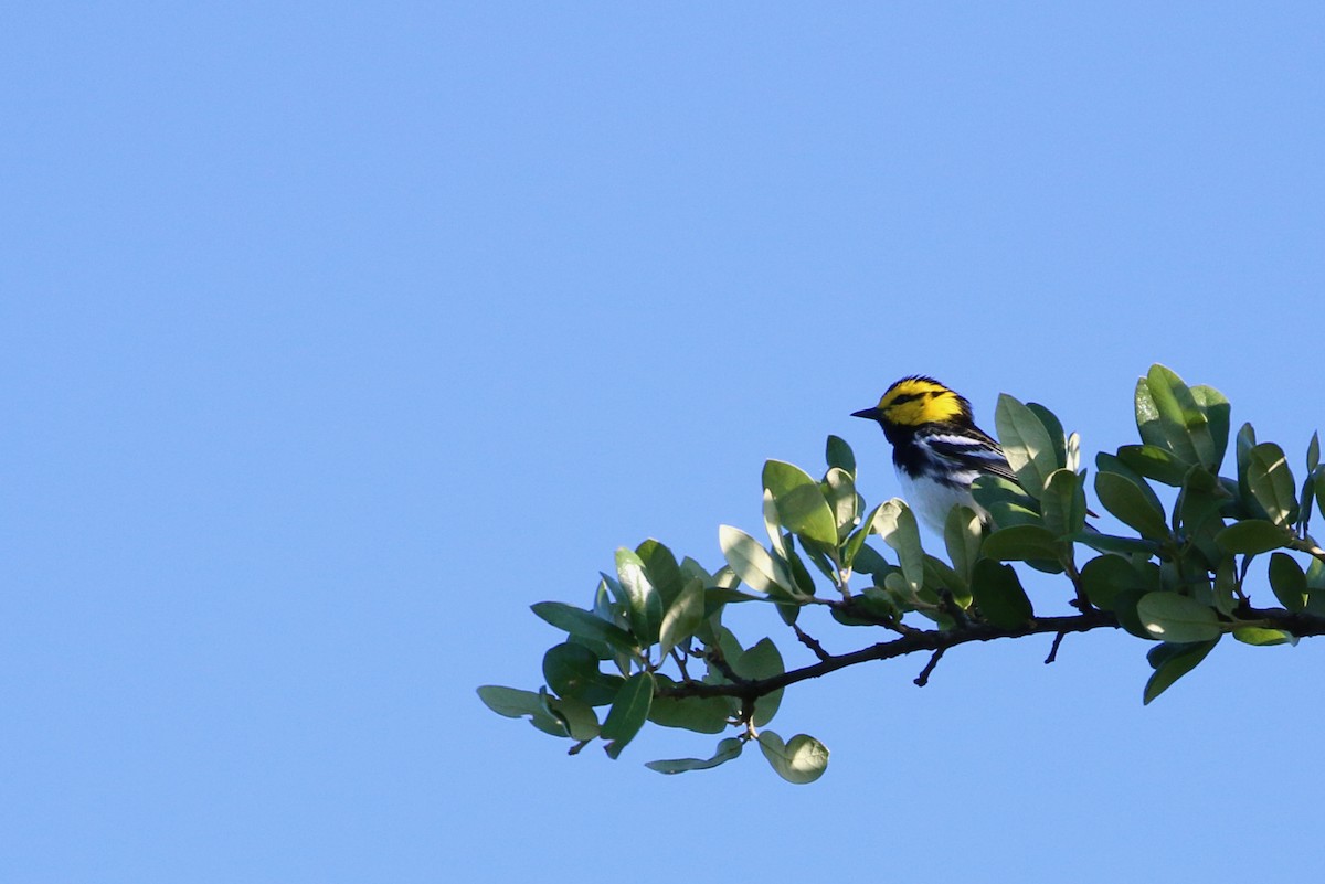 Golden-cheeked Warbler - ML302879091