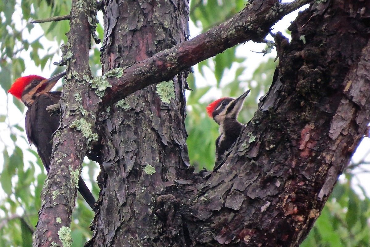 Pileated Woodpecker - ML30287911