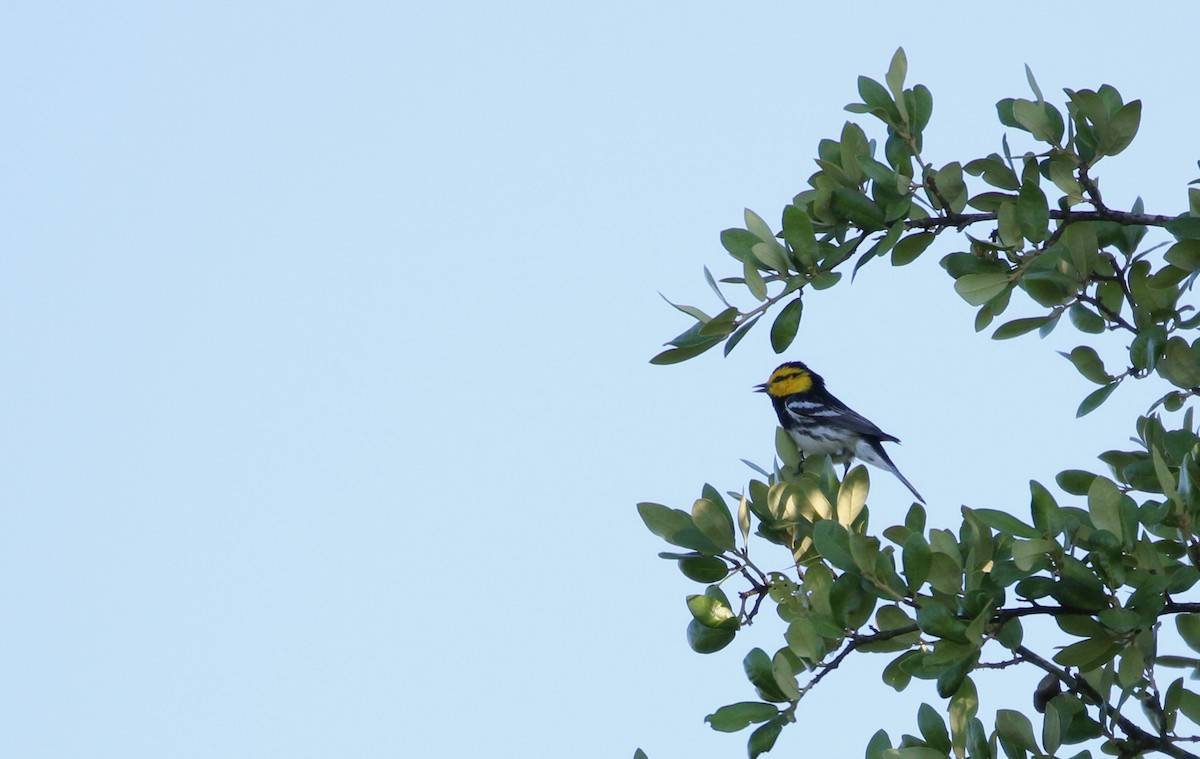 Golden-cheeked Warbler - Matthew Eisenson