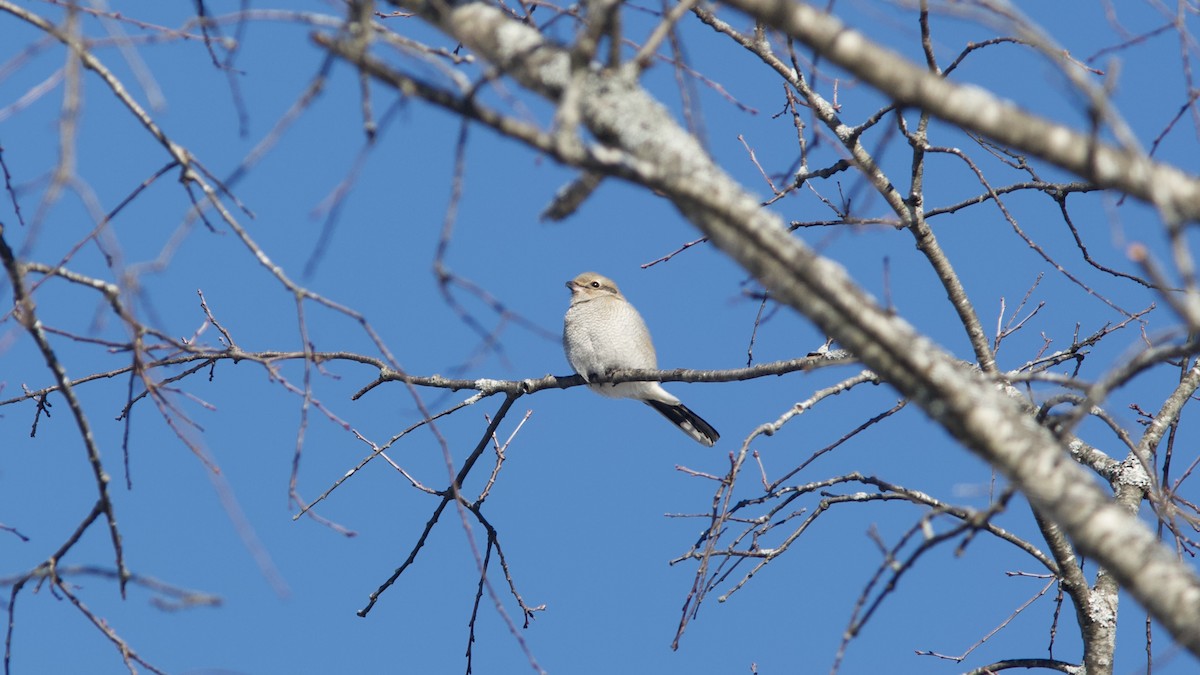 Alcaudón Boreal - ML302880391