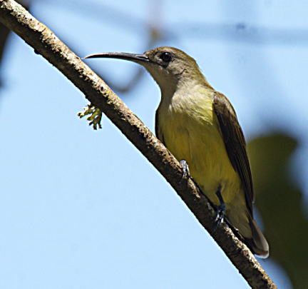 Little Spiderhunter - ML302880801