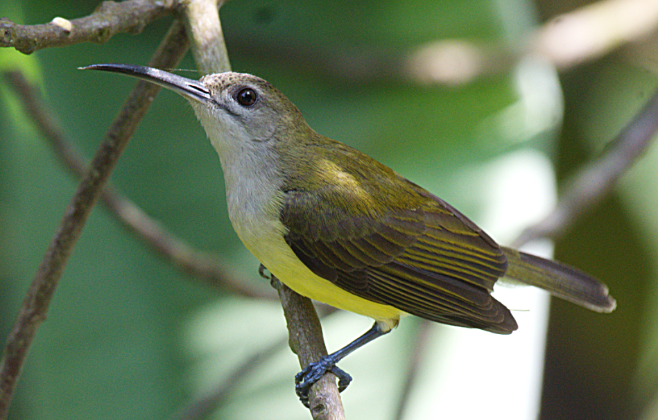 Little Spiderhunter - ML302880961