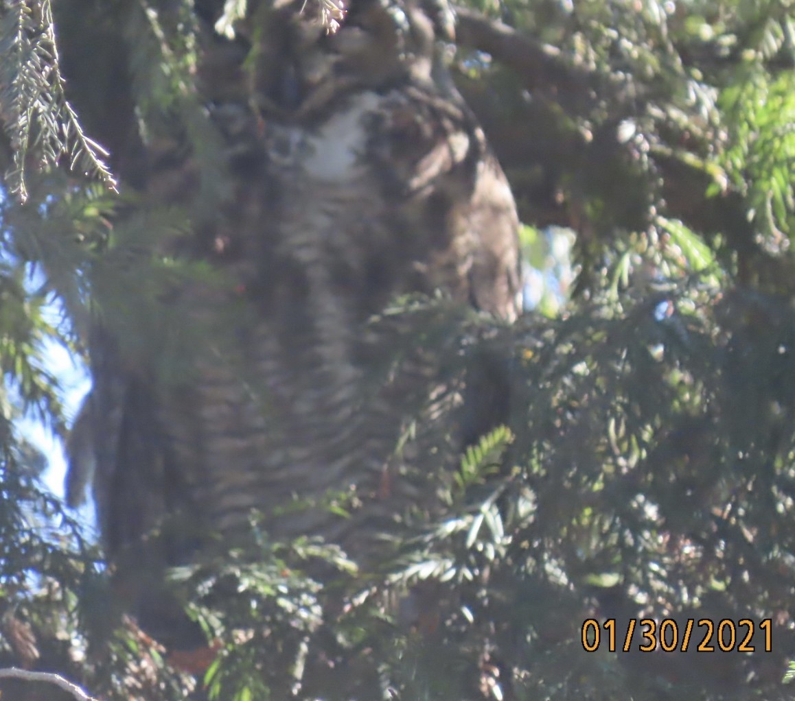 Great Horned Owl - ML302881631