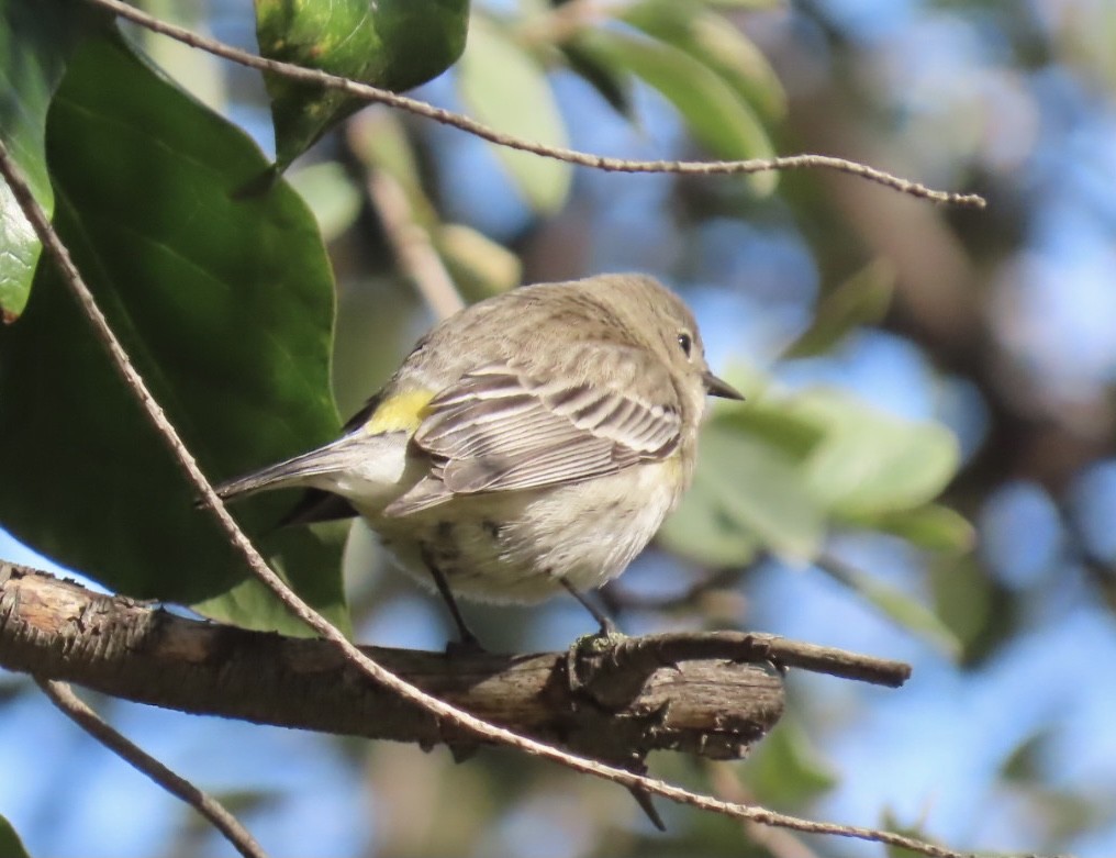Yellow-rumped Warbler (Audubon's) - ML302881691