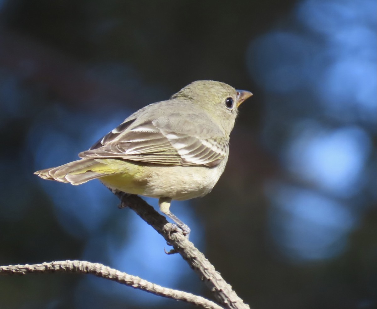 Western Tanager - ML302881731